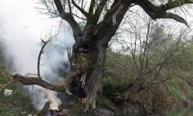 zdjęcie podpalonego drzewa, które rośnie na skarpie nad jeziorem